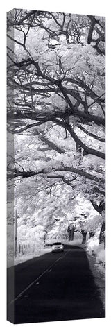 Monkey_Pod_Road_vertical_pano