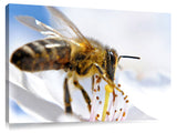 Spring-Bee-Orem-UT_c