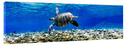 Coral_Turtle_3d