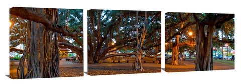 The Lahina banyan tree, the third largest int he world.