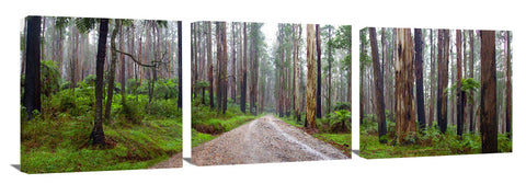 Rainforest in the Dandenong ranges.