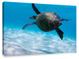 under water view of Hawaiian sea turtle at Ehukai beach, north s