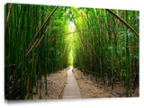 Pipiwai Bamboo train on the island of Maui.