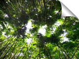 Bamboo_Daze