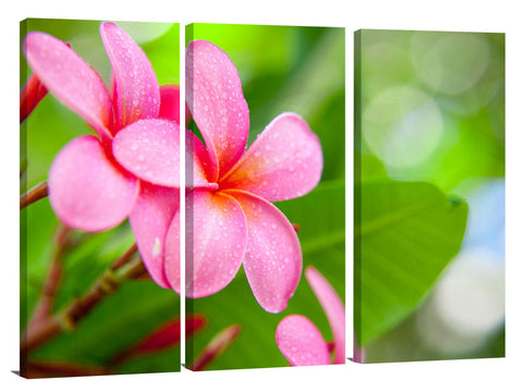 Plumeria flowers at Turtle Bay, on Oahu's north shore.