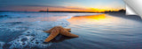 Walton_Beach_Starfish