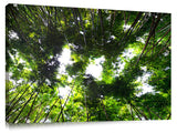 Bamboo_Daze