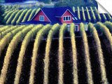 Sokol Blosser Vineyards in fall color and house top. Oregon