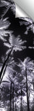 Frosted_Palms_