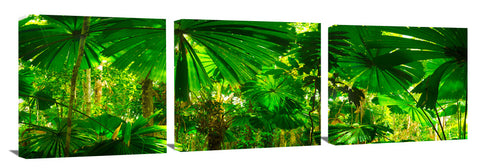 765-Fan-Palms-Daintree-sharp-1_c