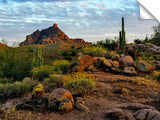 Red-Mountain-Bloom-Fountain-Hills,-AZ_c