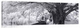 Monkey_Pod_Road_pano