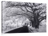 Monkey_Pod_Road_standard_