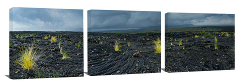 New growth in the lava fields on the Waikaloa coast of the Big Island of Hawaii.
