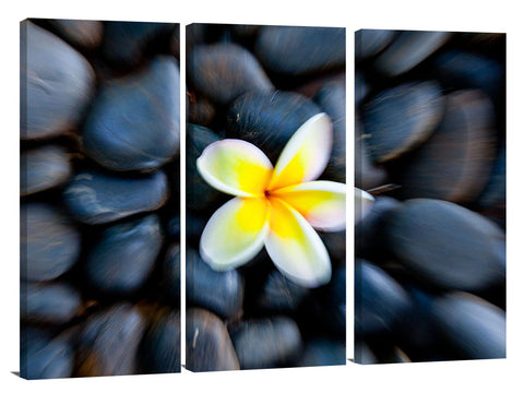 Plumeria flower on bed of pebbles.