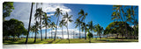Waikiki_Palm_Shadows