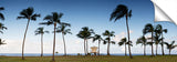 Coconut_Tribe