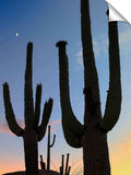 Silhouetted Saguaro cactus. Sonoran Desert, Arizona.