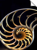 Nautilus sea shell.