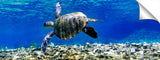 Coral_Turtle_3d