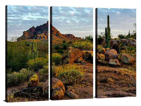 Red-Mountain-Bloom-Fountain-Hills,-AZ_c