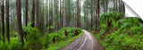 Rainforest in the Dandenong ranges.