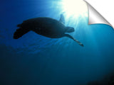 Hawaiian sea turtle at Sharks Cove, north shore, Oahu, Hawaii