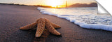 Golden_Gate_Starfish_15_1