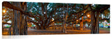 The Lahina banyan tree, the third largest int he world.