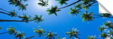 Kapuaiwa_101107_004_PalmTreeFrenzy-1024x317_c