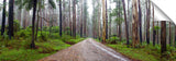 Rainforest in the Dandenong ranges.