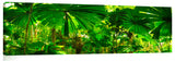 765-Fan-Palms-Daintree-sharp-1_c