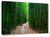 Pipiwai Bamboo train on the island of Maui.