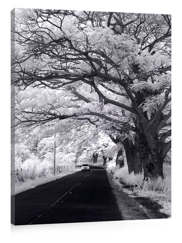 Monkey_Pod_Road_vertical_standard