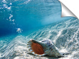 An under water view of a Conch Shell at Monster Mush, on the north shore of Oahu, Hawaii.