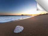 Balboa_Sea_Shell