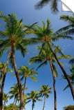 Mauna_Loa_Palms_std_3d