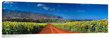 Sunflowers_12_1_RedRoad1-1024x317_c
