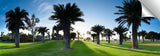 Mission_Bay_Palms