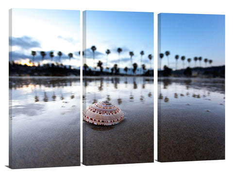 La_Jolla_Seashell