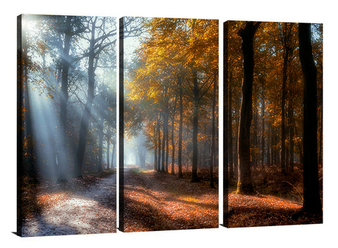 SUN RAYS