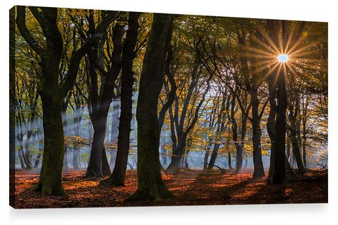 SPOTTED, Ready-to-Hang Photographic Print On Canvas