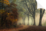LAST COLORS OF FALL