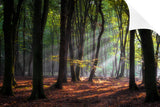 MORNING LIGHT