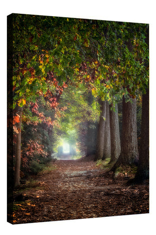 THE MAGIC CORRIDOR